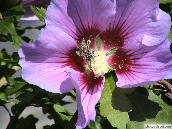 photo d'abeille dans une fleur d\' Althéa