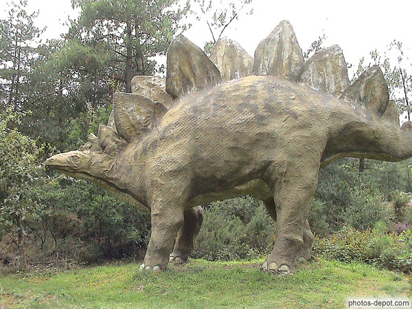 photo de Stégosaure