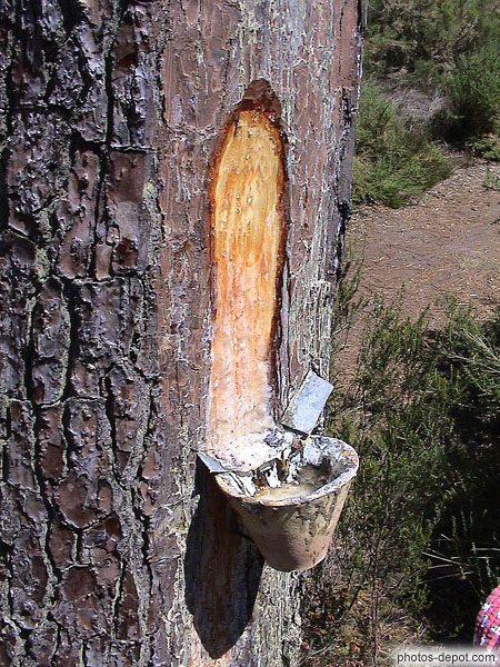 photo de care faite sur le tronc d'un pin de plus de 25 ans à 1m30 du sol pour la récolte de la résine