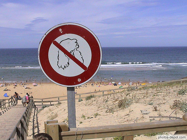 photo de chiens à longues oreilles interdits sur la plage