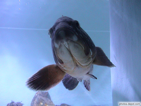 photo de poisson à la machoire à 2 bajoues