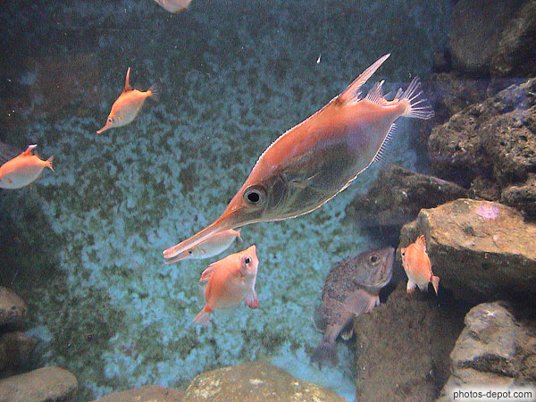 photo de poisson rose au long bec