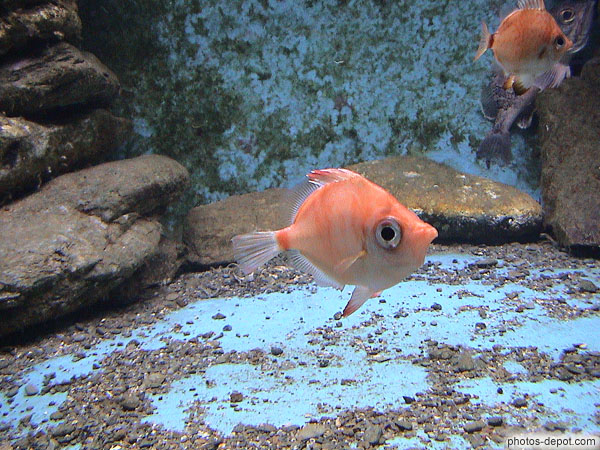 photo de poissons roses aux yeux globuleux