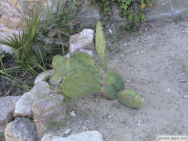 photo de Cactus