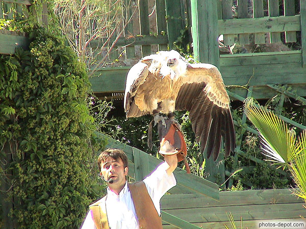 photo de Vautour posé sur bras levé du fauconnier