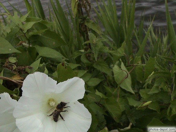 photo de guèpe dans une fleur de liseron