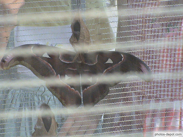 photo de naissance de papillon