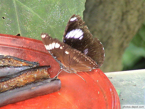 photo de papillon noir aux taches blanches sur assière de bananes