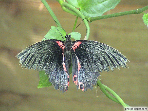 photo de papillon noir aux tâches rouges