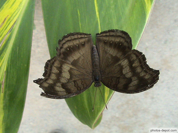 photo de Papillon brun noir