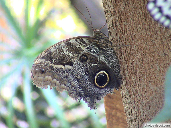 photo de gros papillon aux yeux dessinés sur les ailes