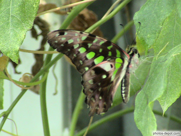 photo de papillon noir aux tâches vertes