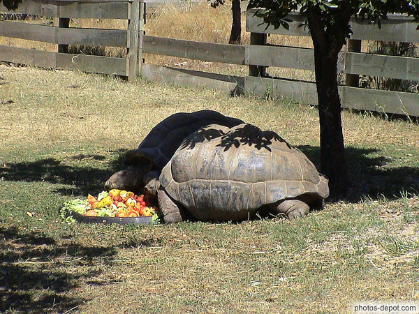 photo de repas tortues éléphantines