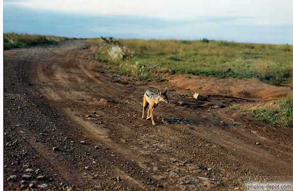 photo de chien de prairie sur la piste