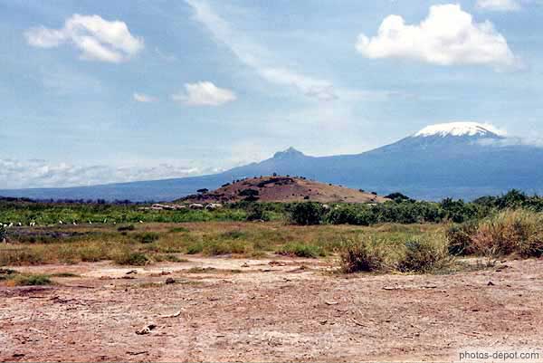 photo de éléphants et oiseaux blancs devant le Kilimanjaro