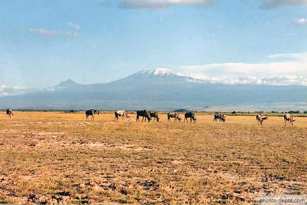 photo de gnous Wildbeest devant le Kilimanjaro