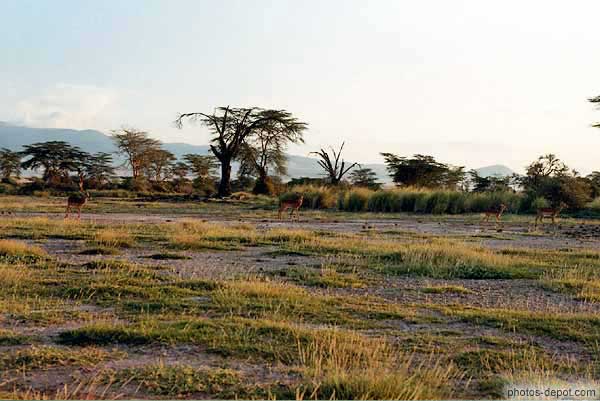 photo de lesser kudu dans la savane