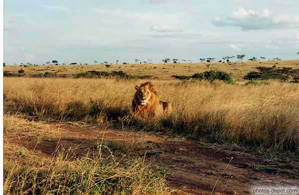 photo de le lion