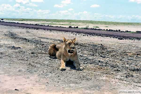 photo de lionne sur la piste