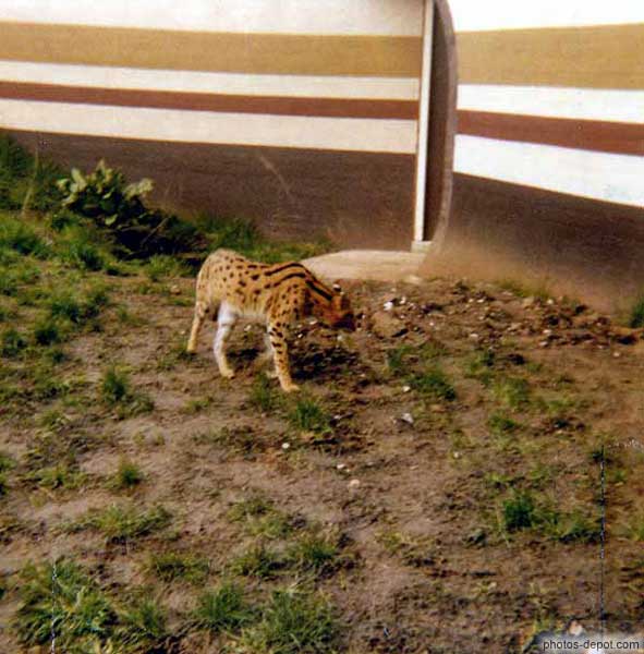 photo de léopard, zoo de Londres