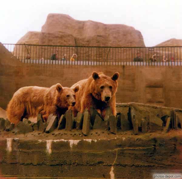 photo d'ours, zoo de Londres