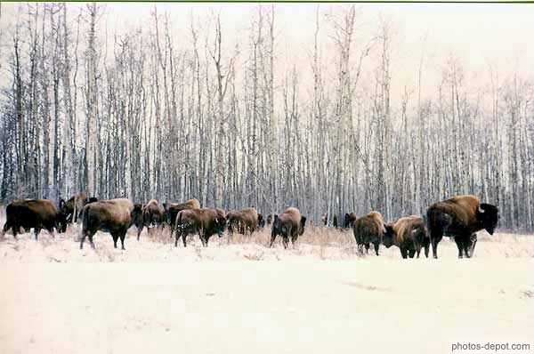photo de troupeau de Bisons dans la neige