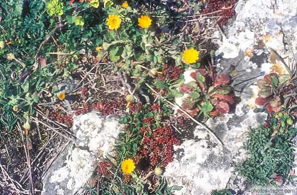 photo de fleurs de pissenlit
