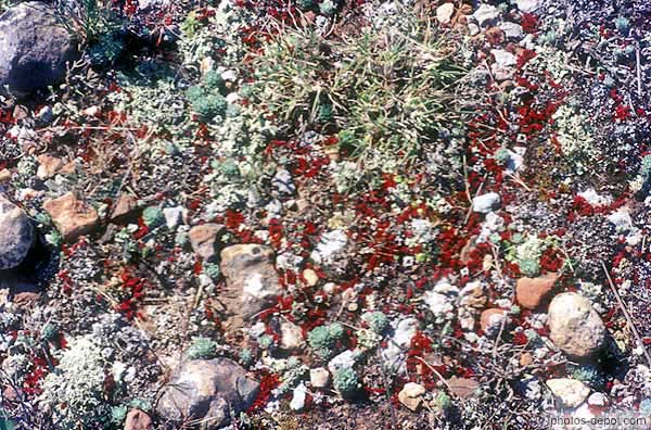 photo de plantes au sol