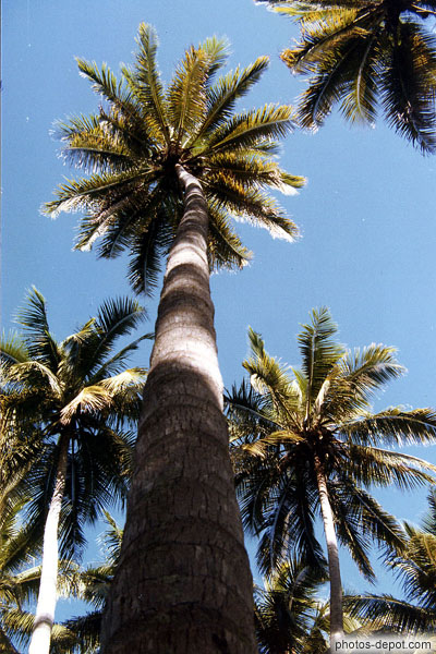 photo d'immenses cocotiers