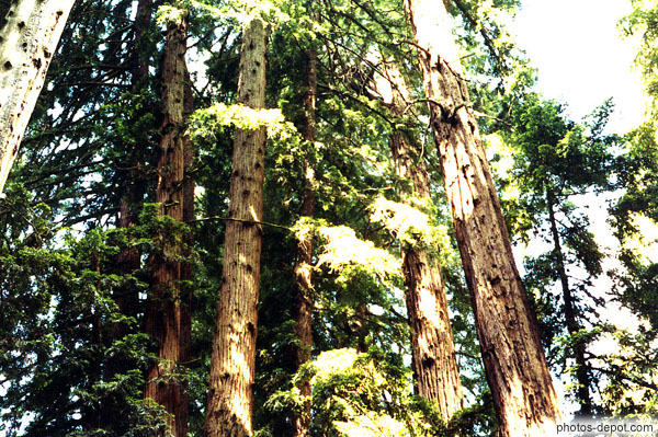 photo de c'est le meilleur monument dédia à l'amour des arbres que l'on peut trouver dans toutes les forêts du monde (John Muir)