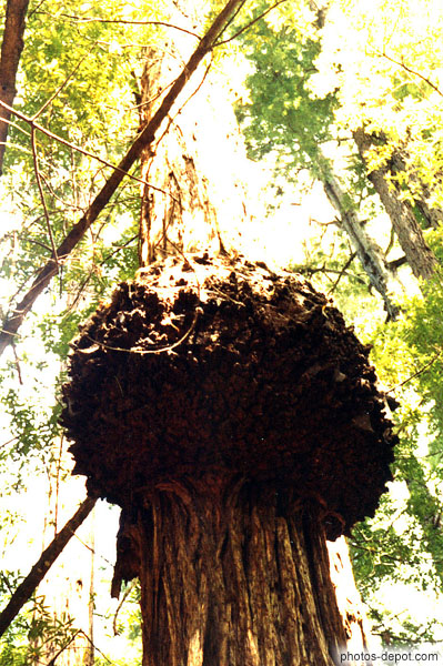 photo de noeud sur sequoia géant