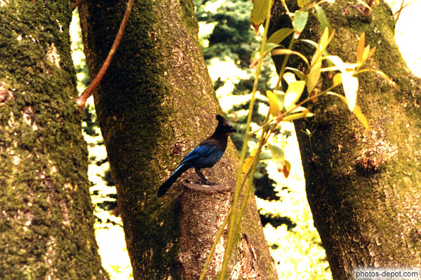 photo d'oiseau au plumage bleue brillant et crête sur la tête