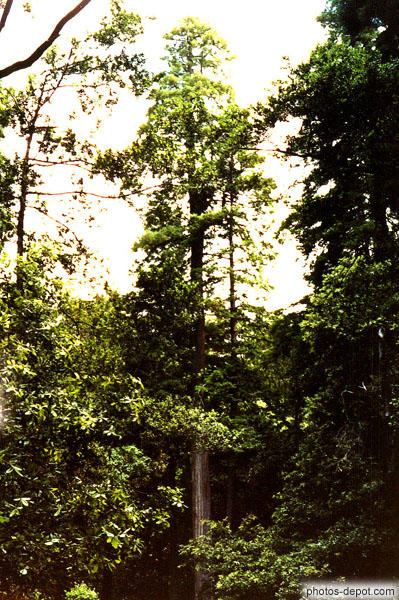 photo de sequoia géant dominant la forêt