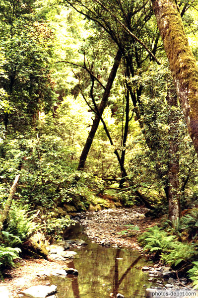 photo de végétation et rivière dans le parc