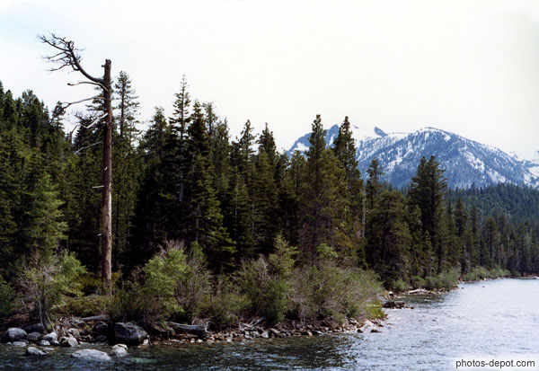 photo d'arbre mort dans la forêt en bord de rivière
