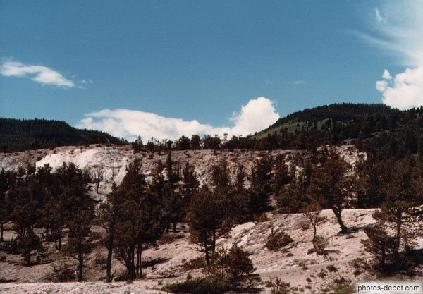 photo d'arbres sur  mammoth hot springs