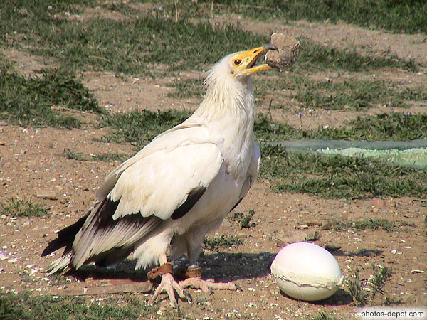 photo de Le Percnoptère est le seul vautour qui casse les oeufs d'autruche en lançant un caillou pour le briser
