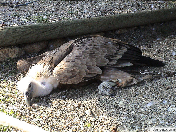 photo de vautour fauve couché