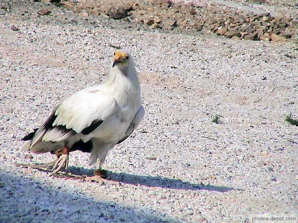 photo de Le percnoptère ou petit vautour blanc vit en Afrique, Kenya, Ethiopie, Serengheti et Tanzanie