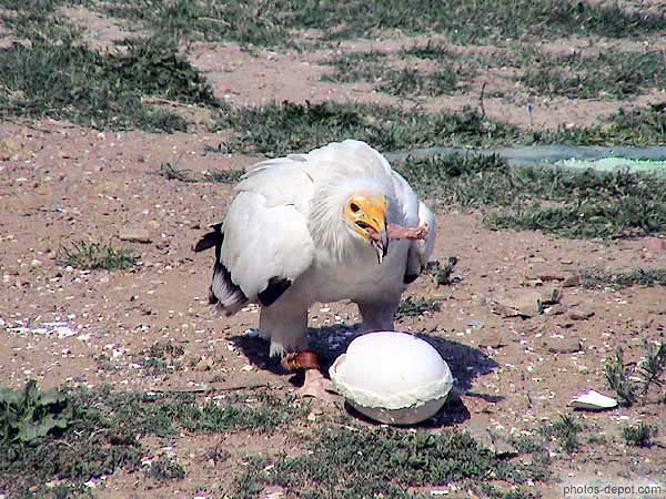 photo de l'oeuf brisé, le petit vautour blanc peut dévorer son contenu