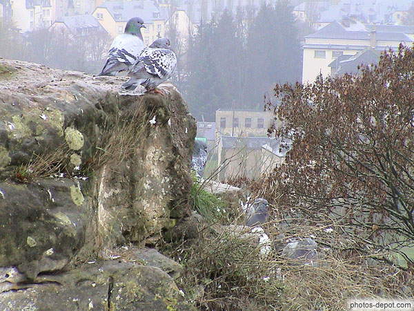 photo de pigeons sur Goethe Stone