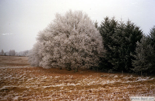 photo d'arbres en gel