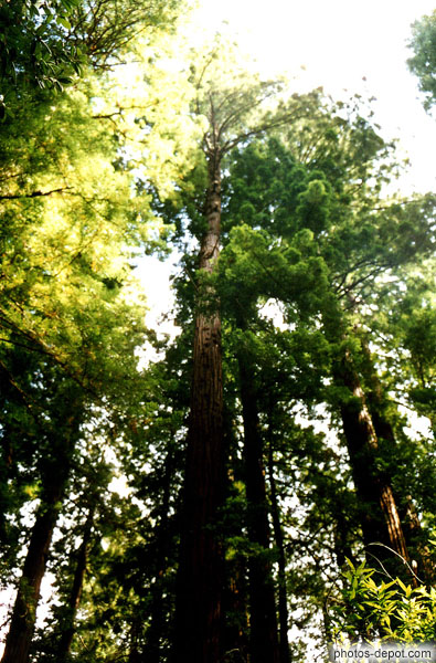 photo de Sequoia géants de Muir Woods