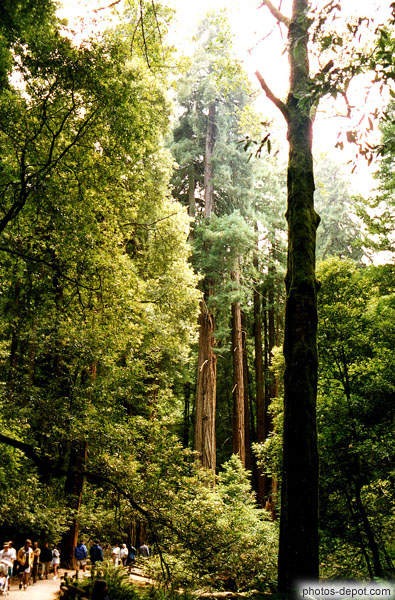 photo de touristes sous les Sequoia géants de Muir Woods