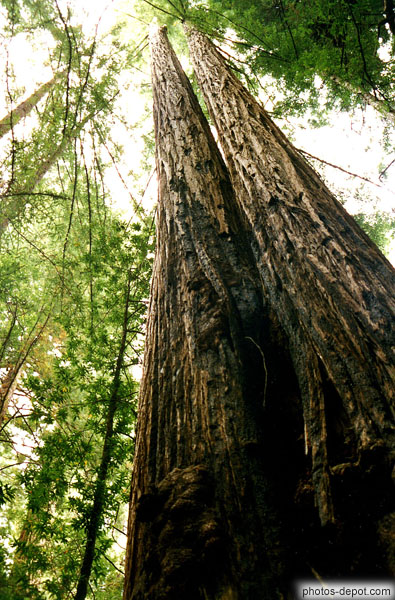 photo de troncs comme deux colonnes géantes de Séquoia Muir Woods
