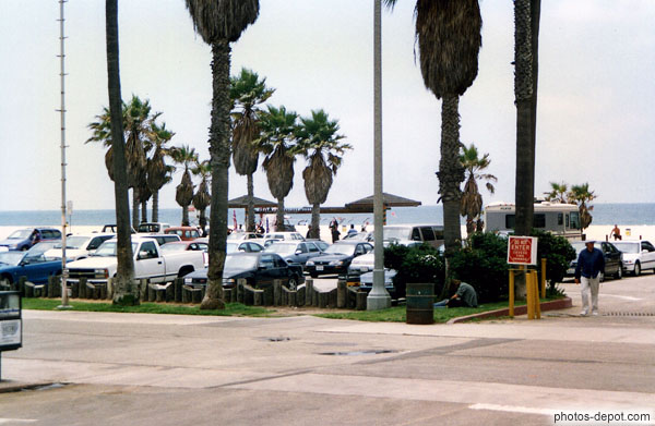 photo de palmiers sur la plage