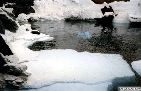 photo d'otarie dans son bassin gelé à Sea World