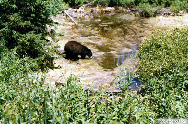 photo d'Ours brun près de la rivière
