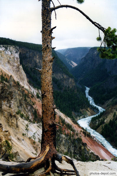 photo de pin déraciné devant yellowstone river