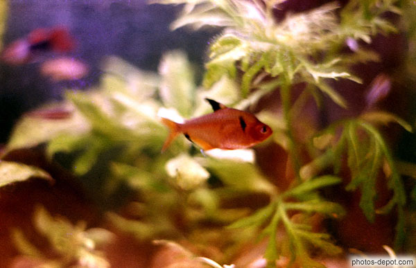 photo de petit poisson rouge